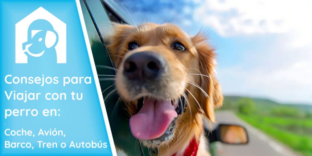 viajar-con-perro-en-transporte