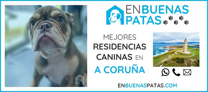 a-coruna-mejores-residencias-caninas-perros-zona