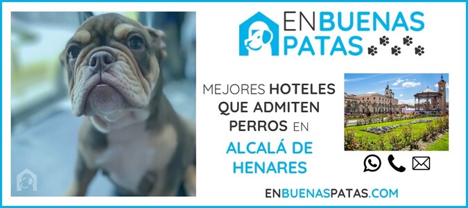 alcala-de-henares-mejores-hoteles-admiten-perros-zona