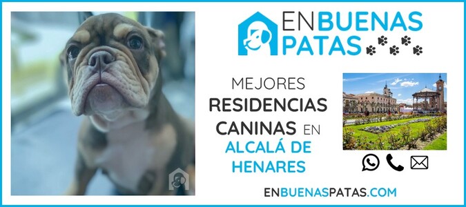 alcala-de-henares-mejores-residencias-caninas-perros-zona