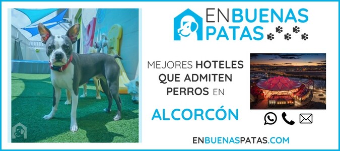 alcorcon-mejores-hoteles-admiten-perros-zona