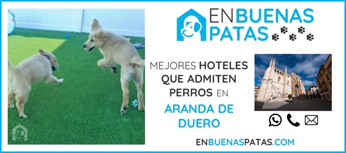 aranda-de-duero-mejores-hoteles-admiten-perros-zona