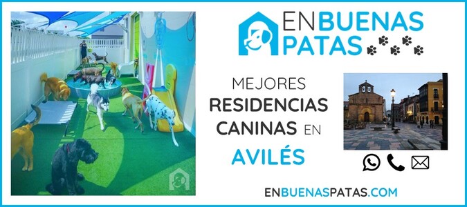aviles-mejores-residencias-caninas-perros-zona