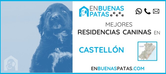 castellon-mejores-residencias-caninas-perros