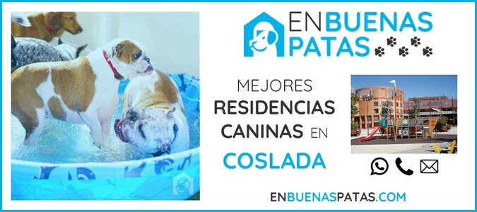 coslada-mejores-residencias-caninas-perros-zona