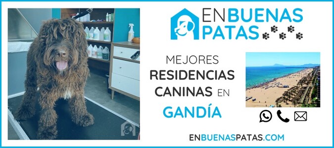 gandia-mejores-residencias-caninas-perros-zona