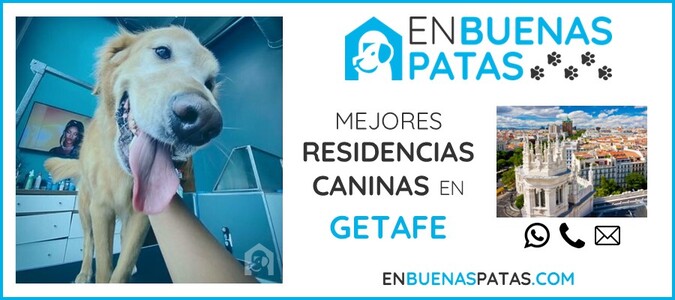 getafe-mejores-residencias-caninas-perros-zona