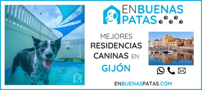 gijon-mejores-residencias-caninas-perros-zona