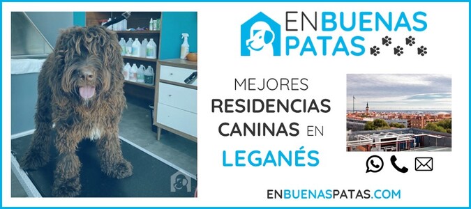 leganes-mejores-residencias-caninas-perros-zona