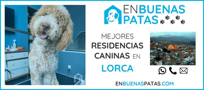 lorca-mejores-residencias-caninas-perros-zona