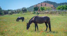 mejores-campings-casas-rurales-perros-ciudad-montornes-del-valles