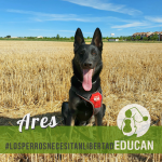 mejores-residencias-caninas-perros-zona-ciudad-abanades