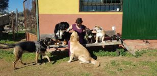 mejores-residencias-caninas-perros-zona-ciudad-abia-de-la-obispalia