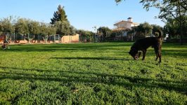 mejores-residencias-caninas-perros-zona-ciudad-aceuchal