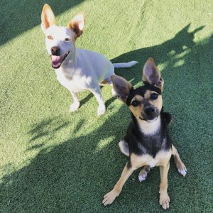 mejores-residencias-caninas-perros-zona-ciudad-adra