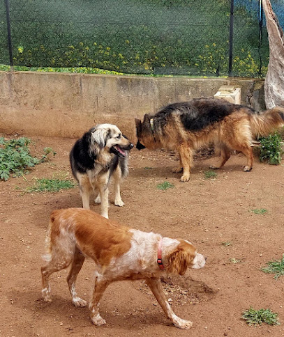 mejores-residencias-caninas-perros-zona-ciudad-algaida