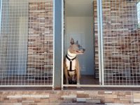 mejores-residencias-caninas-perros-zona-ciudad-alhaurin-de-la-torre