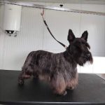 mejores-residencias-caninas-perros-zona-ciudad-aljaraque