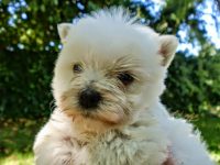mejores-residencias-caninas-perros-zona-ciudad-almonte