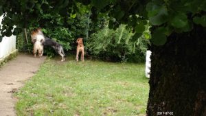 mejores-residencias-caninas-perros-zona-ciudad-alsasua