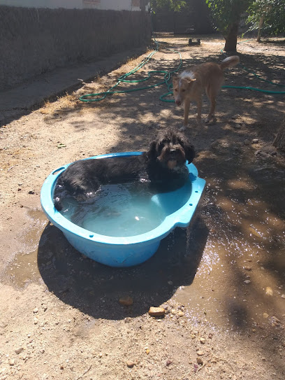 mejores-residencias-caninas-perros-zona-ciudad-aranjuez