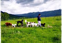 mejores-residencias-caninas-perros-zona-ciudad-arbizu