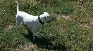 mejores-residencias-caninas-perros-zona-ciudad-archidona