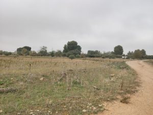 mejores-residencias-caninas-perros-zona-ciudad-arganda-del-rey