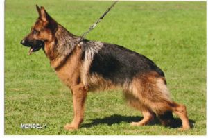 mejores-residencias-caninas-perros-zona-ciudad-argentona