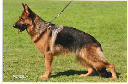 mejores-residencias-caninas-perros-zona-ciudad-argentona