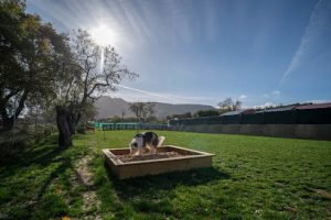 mejores-residencias-caninas-perros-zona-ciudad-ayegui