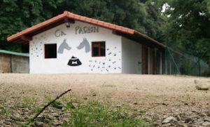 mejores-residencias-caninas-perros-zona-ciudad-balmori
