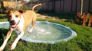 mejores-residencias-caninas-perros-zona-ciudad-banyeres-del-penedes
