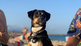 mejores-residencias-caninas-perros-zona-ciudad-barcelona