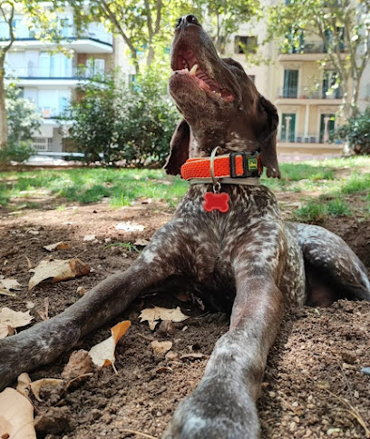 mejores-residencias-caninas-perros-zona-ciudad-barcelona