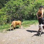 mejores-residencias-caninas-perros-zona-ciudad-barcelona