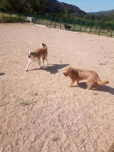 mejores-residencias-caninas-perros-zona-ciudad-belascoain