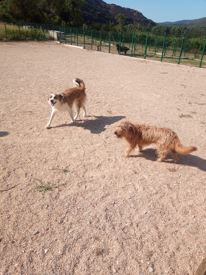 mejores-residencias-caninas-perros-zona-ciudad-belascoain