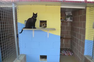 mejores-residencias-caninas-perros-zona-ciudad-belmonte-de-tajo