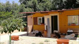 mejores-residencias-caninas-perros-zona-ciudad-belmonte-de-tajo