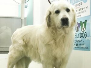 mejores-residencias-caninas-perros-zona-ciudad-benahavis