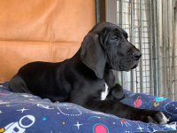 mejores-residencias-caninas-perros-zona-ciudad-bolanos-de-calatrava