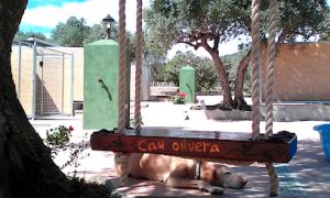mejores-residencias-caninas-perros-zona-ciudad-botarell