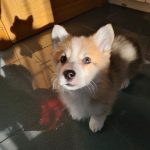 mejores-residencias-caninas-perros-zona-ciudad-briviesca