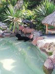 mejores-residencias-caninas-perros-zona-ciudad-cabrera-de-mar