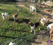 mejores-residencias-caninas-perros-zona-ciudad-caceres