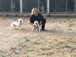 mejores-residencias-caninas-perros-zona-ciudad-caldes-de-montbui