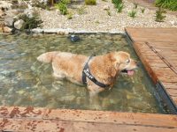 mejores-residencias-caninas-perros-zona-ciudad-camino