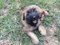 mejores-residencias-caninas-perros-zona-ciudad-campdora