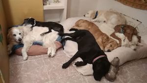 mejores-residencias-caninas-perros-zona-ciudad-campello